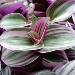 Nanouk Pink Tradescantia Plant in 2.5