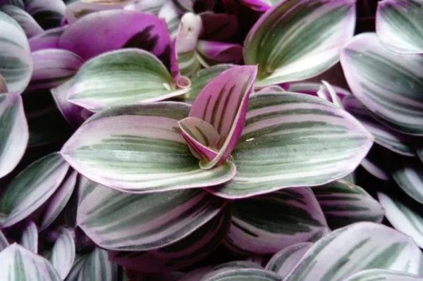 Nanouk Pink Tradescantia Plant in 2.5" Pot - Indoor Decorative Variegated Foliage