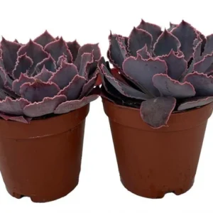 Neon Breakers Echeveria Succulent – 2 Live Plants, 2