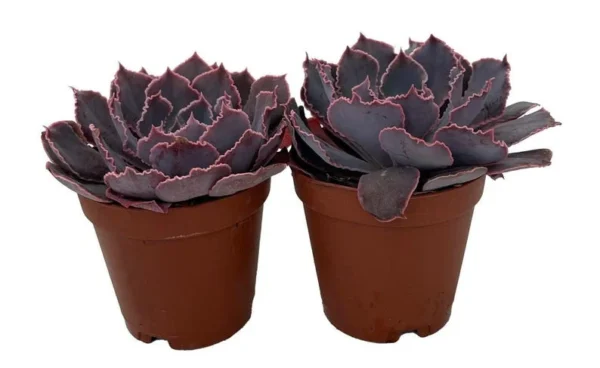 Neon Breakers Echeveria Succulent – 2 Live Plants, 2" Pots, Pink Edges, Low Maintenance