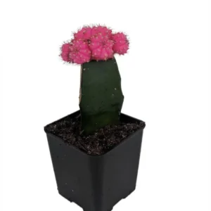 Neon Grafted Pink Moon Cactus - Live Plant, 2.5 Inch Pot, Low-Maintenance Houseplant