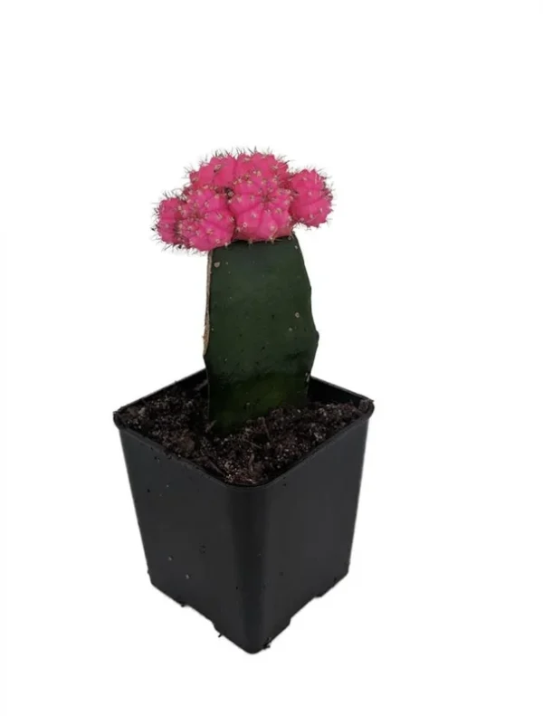 Neon Grafted Pink Moon Cactus - Live Plant, 2.5 Inch Pot, Low-Maintenance Houseplant