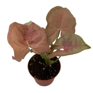 Neon Robusta Arrowhead Plant - Pink Syngonium - 2.5" Pot – Indoor and Terrarium Plant