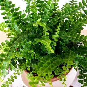 Nephrolepis Cordifolia Duffii Lemon Button Fern Live Plant - 2.5