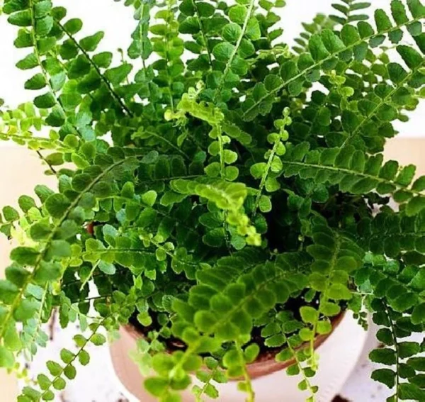 Nephrolepis Cordifolia Duffii Lemon Button Fern Live Plant - 2.5" Pot