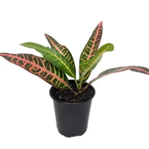 Nervia Croton - Colorful House Plant in 3.5