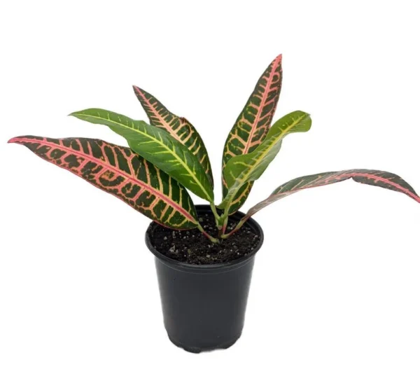 Nervia Croton - Colorful House Plant in 3.5" Pot, Vibrant Red & Bronze Leaves