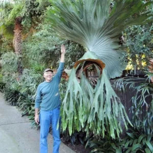 Netherland Staghorn Fern Live Plant - Platycerium in 4" Pot for Indoor Spaces