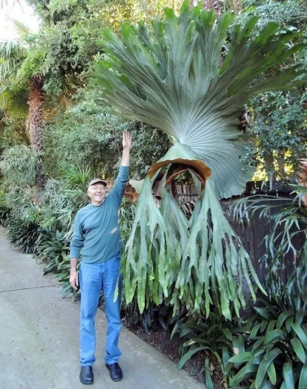 Netherland Staghorn Fern Live Plant - Platycerium in 4" Pot for Indoor Spaces