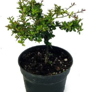 Nia Plant Neea buxifolia - 4