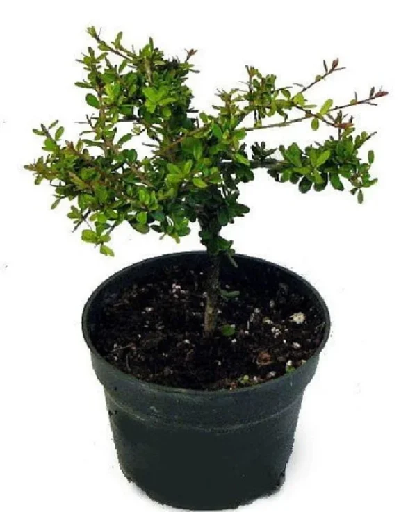 Nia Plant Neea buxifolia - 4" Pot - Indoor House Plant or Bonsai Tree