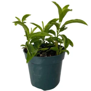 Night Blooming Jasmine Cestrum Nocturnum - 4 Inch Pot - Fragrant Shrub