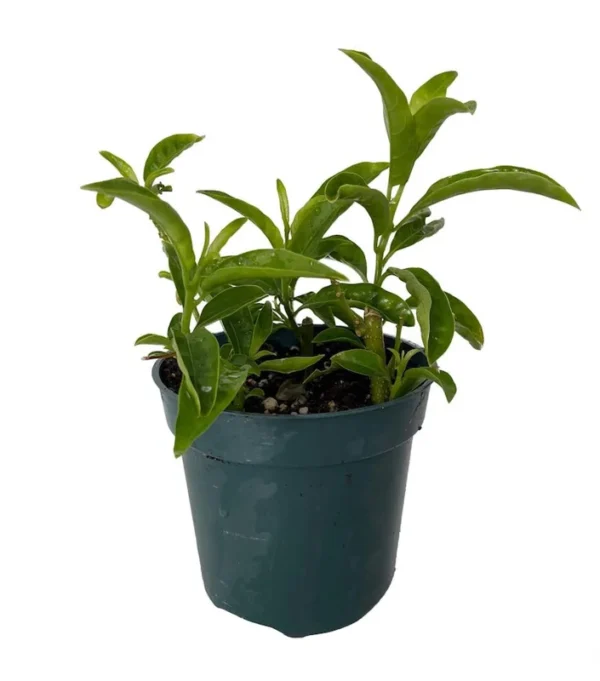 Night Blooming Jasmine Cestrum Nocturnum - 4 Inch Pot - Fragrant Shrub