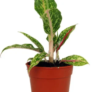 Night Sparkle Aglaonema Chinese Evergreen – 4