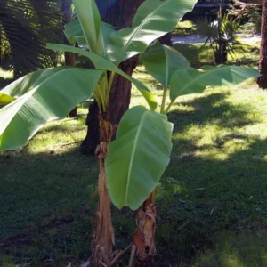 Ohio Grown Winter Hardy Basjoo Banana Plant – Tropical Musa in 2.5