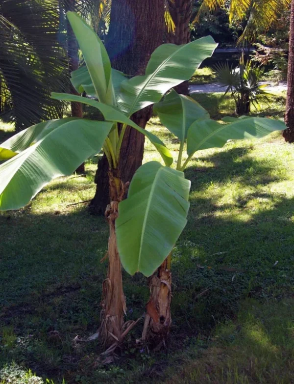 Ohio Grown Winter Hardy Basjoo Banana Plant – Tropical Musa in 2.5" Pot