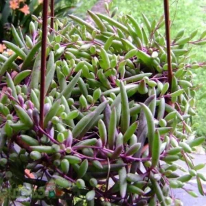 Othonna capensis String of Rubies Succulent – Trailing Plant, 2.5