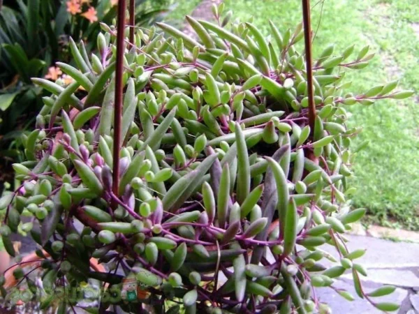 Othonna capensis String of Rubies Succulent – Trailing Plant, 2.5" Pot