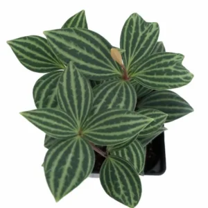 Parallel Peperomia Puteolata Radiator Plant – 2.5