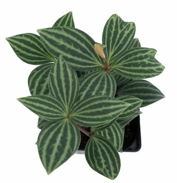 Parallel Peperomia Puteolata Radiator Plant – 2.5" Pot Live Indoor Houseplant