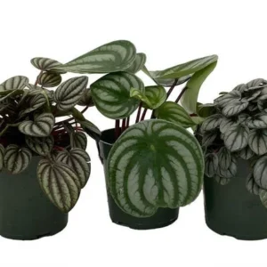 Peperomia Assortment - 3 Pack in 4 Inch Pots - Air-Purifying, Low-Maintenance Houseplants