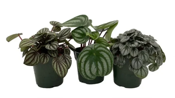 Peperomia Assortment - 3 Pack in 4 Inch Pots - Air-Purifying, Low-Maintenance Houseplants