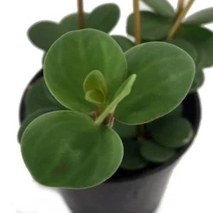 Peperomia Hope - Trailing Indoor Plant in 2.5-Inch Pot