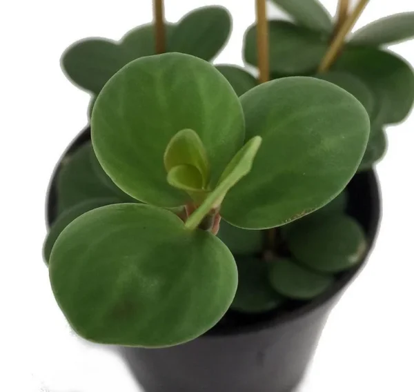 Peperomia Hope - Trailing Indoor Plant in 2.5-Inch Pot