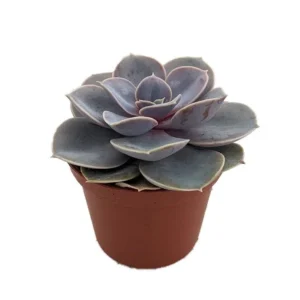 Perle von Nurnberg Desert Rose Succulent - Echeveria - 2.5