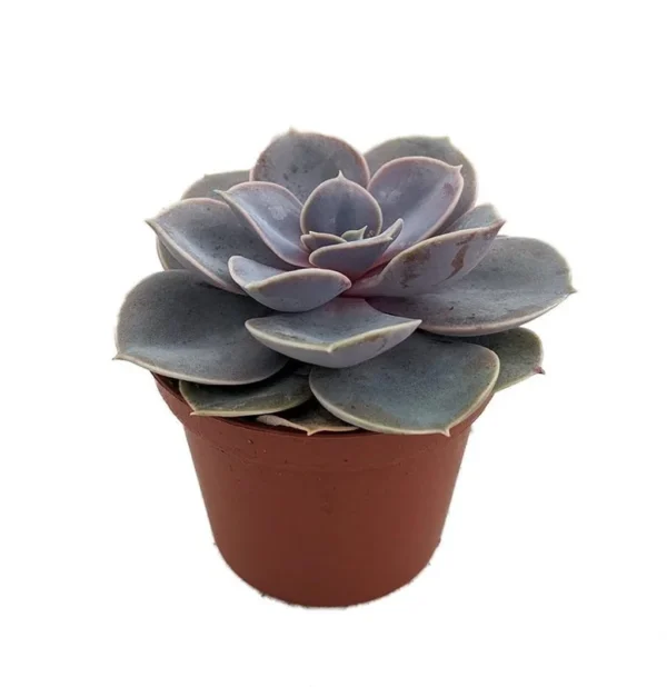 Perle von Nurnberg Desert Rose Succulent - Echeveria - 2.5" Pot, Pink-Tinted Leaves