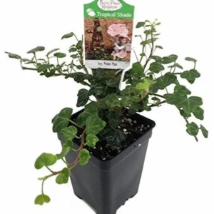 Peter Pan Ivy Plant – 2.5