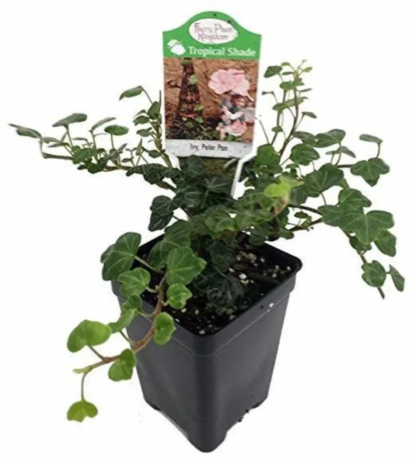 Peter Pan Ivy Plant – 2.5" Pot for Fairy Garden, Terrarium, Indoor Décor