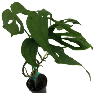 Philodendron Amydrium Medium-Spiderman Monstera Plant – 3 Inch Pot Live