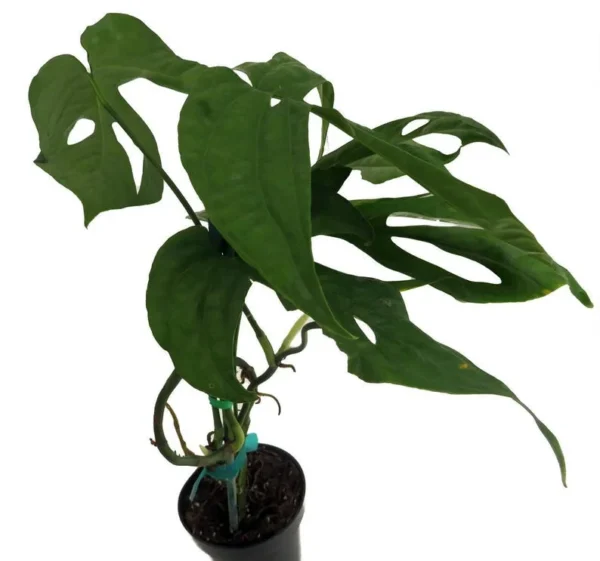 Philodendron Amydrium Medium-Spiderman Monstera Plant – 3 Inch Pot Live