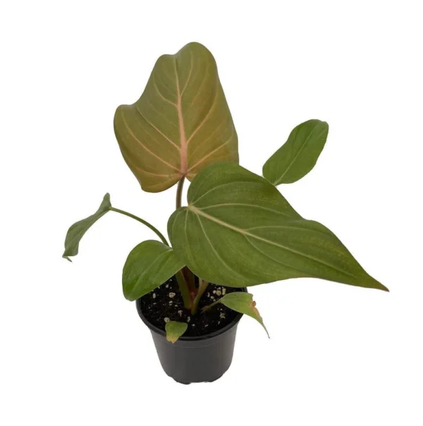 Philodendron Summer Glory Hybrid – 4” Pot Indoor Plant with Bronze-Green Leaves