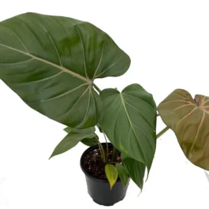 Philodendron Summer Glory Hybrid Plant – 6 Inch Pot, Bronze to Green Leaves