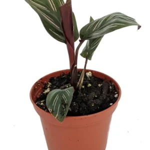 Pin Stripe Prayer Plant - Calathea Ornata - 2.5