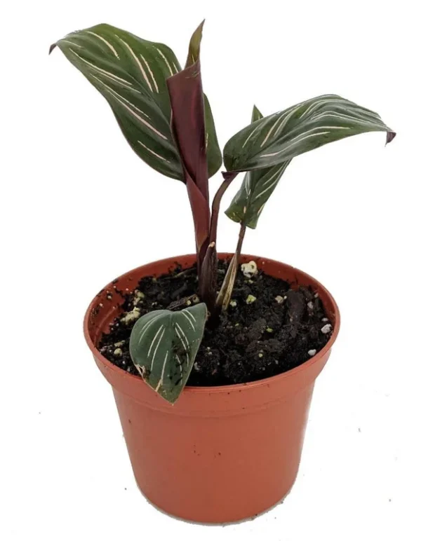 Pin Stripe Prayer Plant - Calathea Ornata - 2.5" Pot - Easy Indoor Foliage