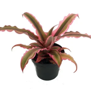 Pink Earth Star Plant - Cryptanthus House Plant - 2.5" Pot, Succulent Foliage