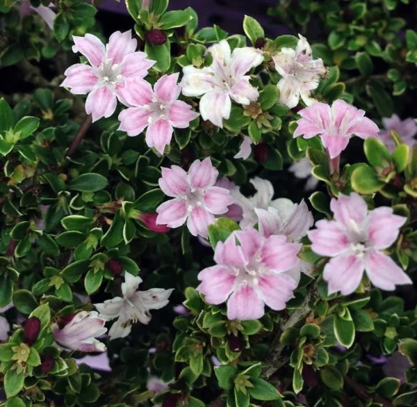 Pink Mountain Serissa Tree - Bonsai, 2.5" Pot, Flowering House Plant