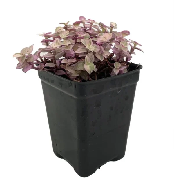 Pink Panther Bolivian Jewel - Callisia Repens 2.5" Pot | Easy-Care Trailing Houseplant