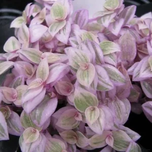 Pink Panther Callisia Repens - Indoor Plant - 2 Inch Pot