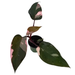 Pink Princess Philodendron – 4