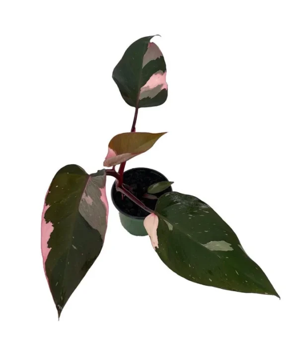 Pink Princess Philodendron – 4" Pot, Rare Black Leaves with Pink Variegation