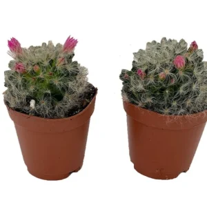 Powder Puff Pincushion Cactus Plant - Mammillaria Bocasana - 2 Pack, 2" Pots