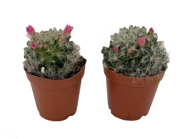 Powder Puff Pincushion Cactus Plant - Mammillaria Bocasana - 2 Pack, 2" Pots