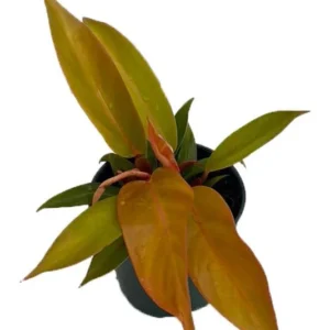 Prince of Orange Philodendron – Tropical Houseplant in 4-Inch Pot, Vibrant Foliage