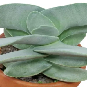 Propeller Plant – Crassula Falcata Succulent 2.5