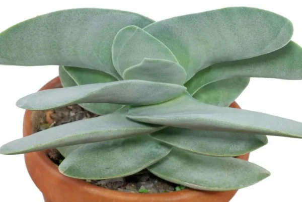 Propeller Plant – Crassula Falcata Succulent 2.5" Pot | Drought-Tolerant Easy Grow