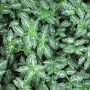 Puppy Ears Plant - Callisia elegans 2.5" Pot - Silver-Green Indoor Houseplant